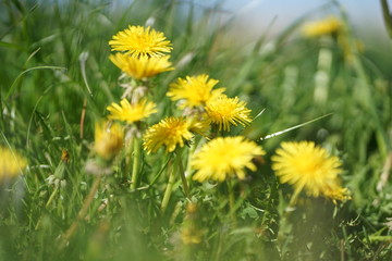 Close up of yellow colored Dandelion flower bloom in green grass       