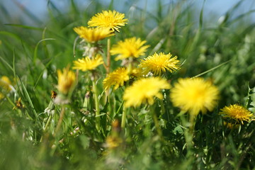Obraz premium Close up of yellow colored Dandelion flower bloom in green grass 