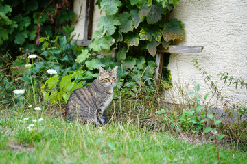 cat in the garden