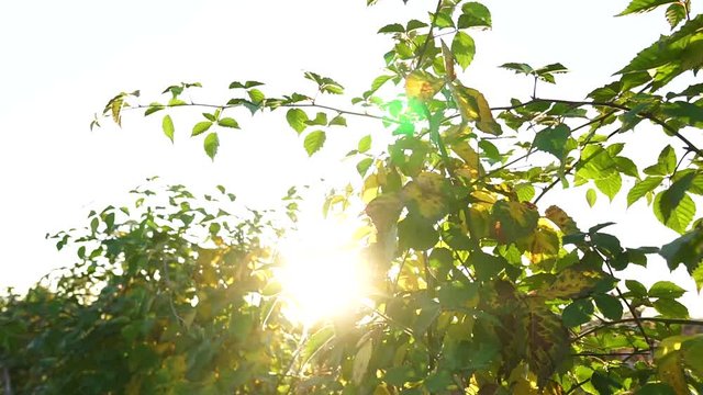 Close up. Dollyshot. Farm. Autumn. The sun breaks through the leaves. Sunset at the farm. The rays of the sun through the bushes