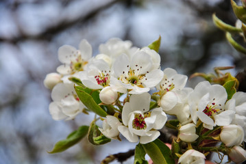 
flowering pear in spring. blurred background
