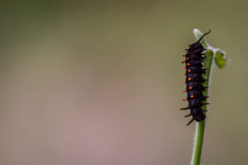 Close up of a California pipevine swallowtail caterpillar at the San Francisco Botanical Garden after several weeks of eating pipevine leaves