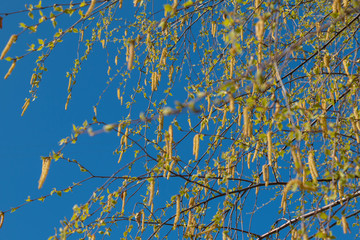 Birch catkins in early spring on a blue sky background. Male catkin seed pods hanging on birch tree branch. Closeup, selective soft focus