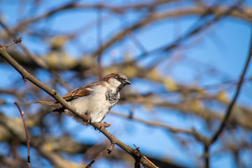 Young house sparrow, a bird sits on a tree branch on a background against a blue sky