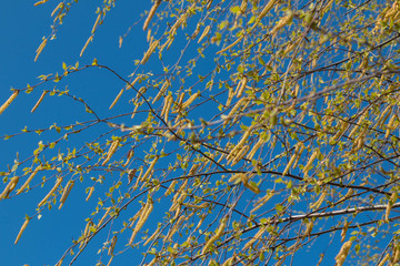 Birch catkins in early spring on a blue sky background. Male catkin seed pods hanging on birch tree branch. Closeup, selective soft focus