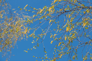 Birch catkins in early spring on a blue sky background. Male catkin seed pods hanging on birch tree branch. Closeup, selective soft focus