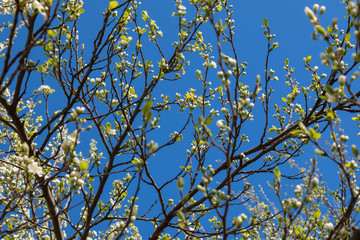 Birch catkins in early spring on a blue sky background. Male catkin seed pods hanging on birch tree branch. Closeup, selective soft focus