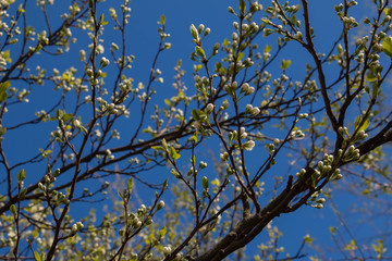 Birch catkins in early spring on a blue sky background. Male catkin seed pods hanging on birch tree branch. Closeup, selective soft focus