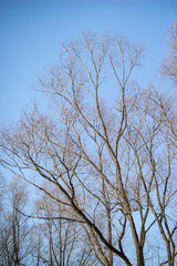 Spring trees ans blue sky