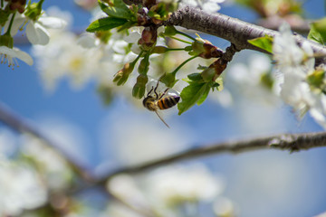 Close-up image of bee collecting nectar and pollen of white blossoming sour cherry fruit tree, first spring tree's blossom, hard working bee insect, honeybee