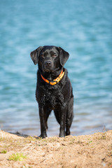Junger schwarzer Labrador steht vor einem blauen See