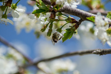 Close-up image of bee collecting nectar and pollen of white blossoming sour cherry fruit tree, first spring tree's blossom, hard working bee insect, honeybee