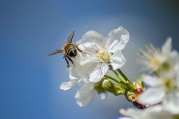 Close-up image of bee collecting nectar and pollen of white blossoming sour cherry fruit tree, first spring tree's blossom, hard working bee insect, honeybee