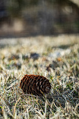 Spring pine cone