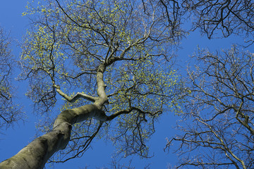 View into the crown of an old beech tree with the first leaves in spring against a clear blue sky