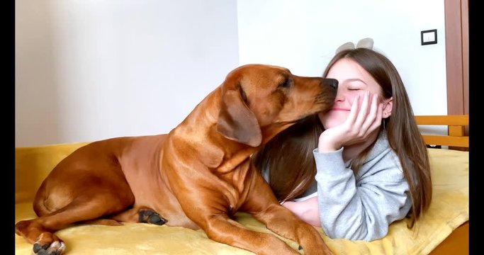 Slow motion of happy laughing teenage girl lying on coach with big brown Rhodesian ridgeback dog. Dog licking and kissing girl's face. Dog is a man's best friend and Pet love concept. 