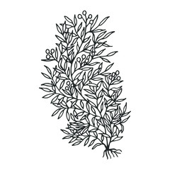 Seaweed sargassum. Vector stock illustration eps 10. hand drawing. out line