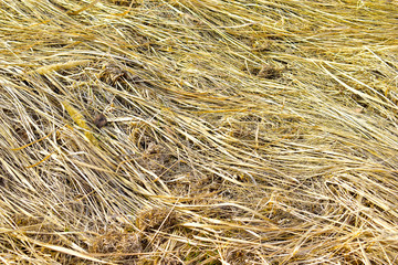 Yellow limp and dry grass as a yellow background
