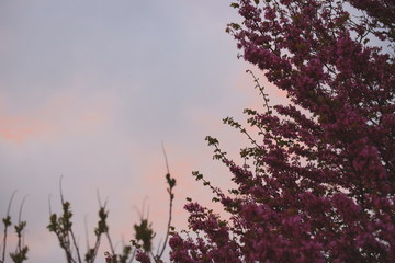 Almond tree in the background of sunset