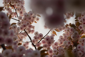 Flowering cherry tree up close (Prunus Shirofugen)