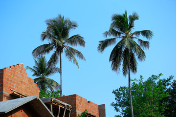 Fototapeta na wymiar Palm tree and incomplete building on blue sky