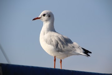 Seagull Perching On Pole Against Clear Sky