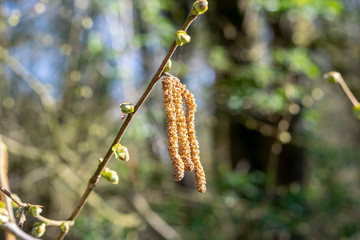 Forest spring landscape in soft colors with alder catkins on a tree branch. Beautiful spring background with pale nature.