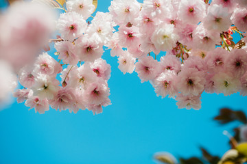 Flowering cherry tree up close (Prunus Shirofugen)