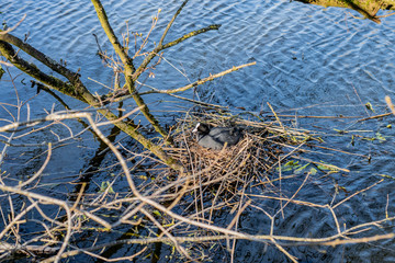  Bird Common coot (Fulica Atra) in a nest of branches on the water.  Spring landscape with a bird in the nature reserve Almere. 
