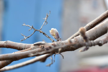 The swollen buds of the Norway Maple or Maple platanovidny