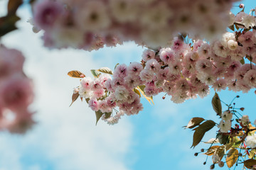 Flowering cherry tree up close (Prunus Shirofugen)