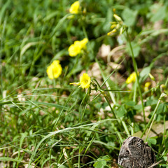 Yellow wildflowers among green grass