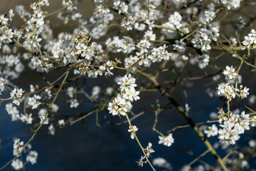 Dark floral beautiful contrasting background for a stylish romantic natural design with blooming trees. White flowers and branches on a dark blue and 
soft beige brown background.