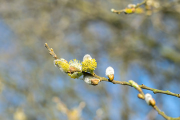 Blossoming willow branch against a blurry background of tree silhouettes and a bright blue sky.  Beautiful spring Easter background with catkins.