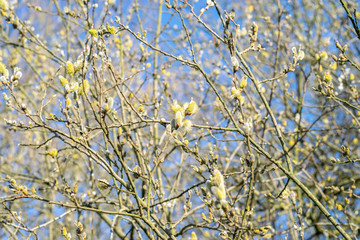 Bushes of flowering willow with catkins against a bright blue sky in the spring forest. Spring Easter landscape.