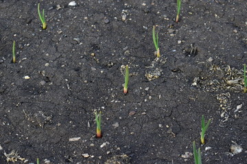 Onion and garlic seedlings in the garden in the village