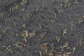 Onion and garlic seedlings in the garden in the village