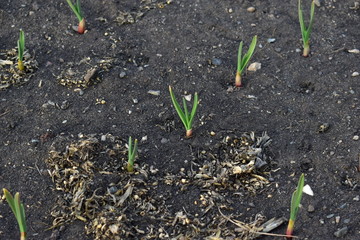 Onion and garlic seedlings in the garden in the village