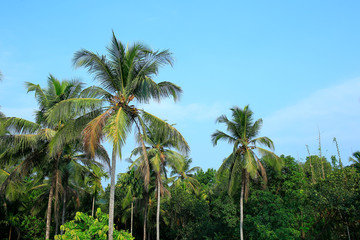 Fototapeta na wymiar Palm trees on beautiful blue sky