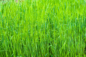 Spring or summer natural abstract background with grass in the garden