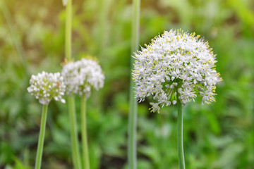 White onion flowers. Blooming onion (allium) plant in the garden.