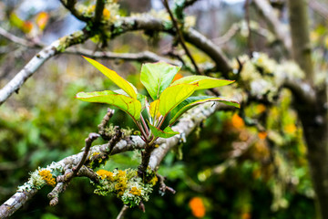 yellow leaves of a tree