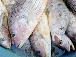 caught fish red snapper close up on the market counter