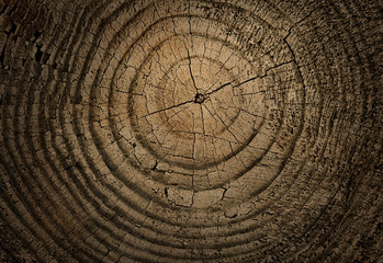 Natural cracked wood texture texture with vintage detailed tree ring design of end grain