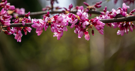 Purple spring blossom of Eastern Redbud, or Eastern Redbud Cercis canadensis in sunny day. Close-up of Judas tree pink flowers. Selective focus. Nature concept for design. Place for your text