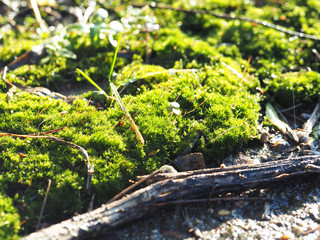 Bright green moss broke through the snow in early spring close up