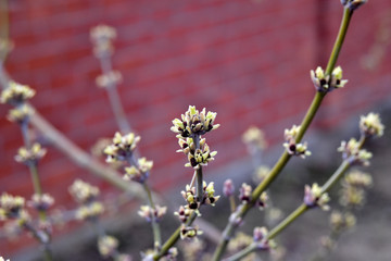 The swollen buds of the Norway Maple or Maple platanovidny