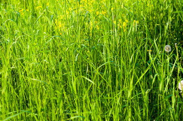 Spring or summer natural abstract background with grass in the garden