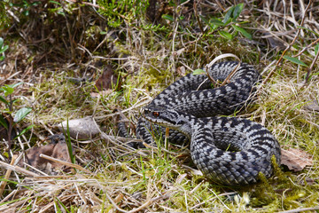 Common adder, male / Kreuzotter (Vipera berus), Männchen, Allgäu, Germany