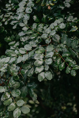 leaves with raindrops in the forest